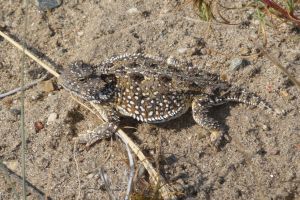 Horned Lizard
